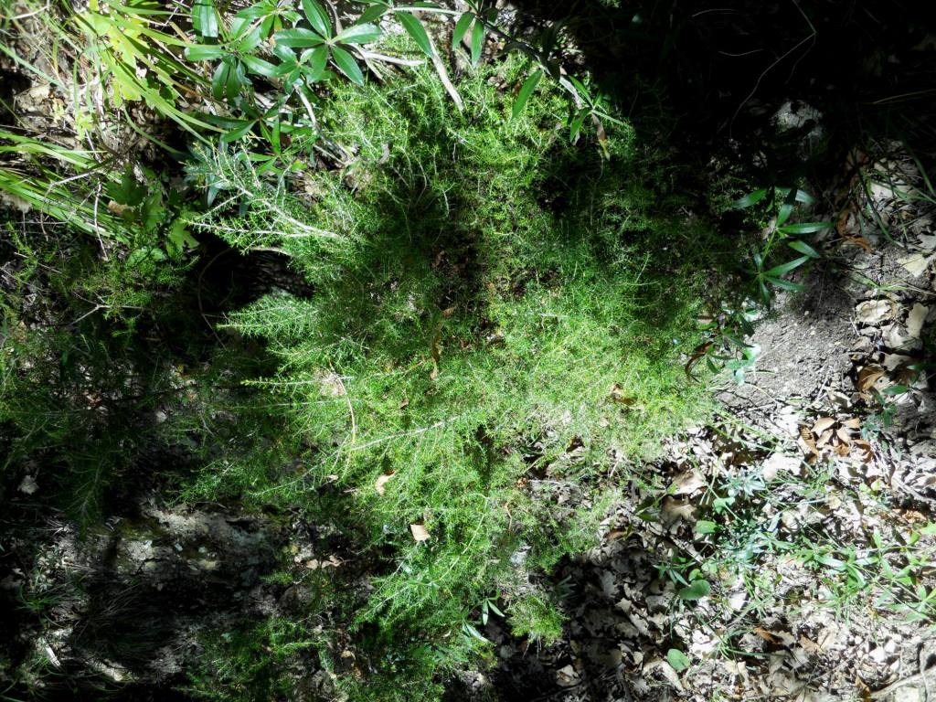 Arbusto 2 - Erica arborea